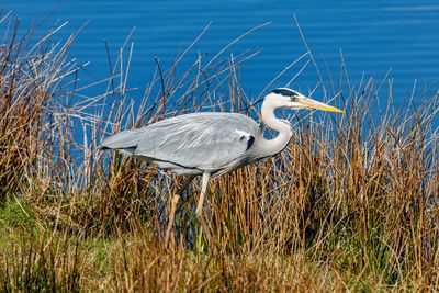 Herons