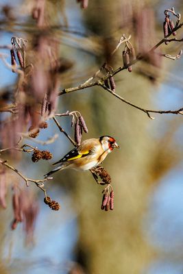 Finches
