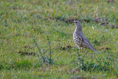 Thrushes