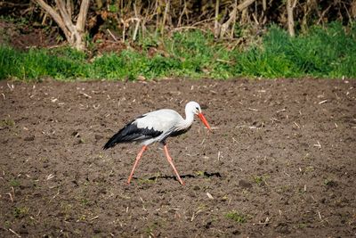 Storks