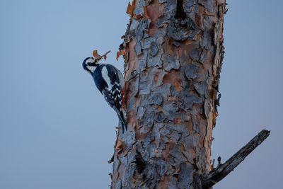 Woodpeckers