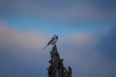 Wagtails