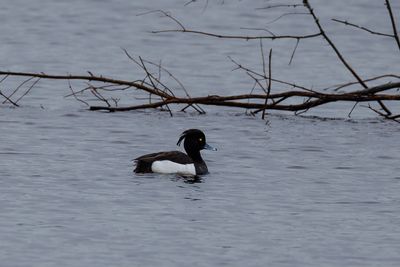 Diving ducks
