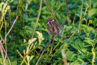 Old World sparrows