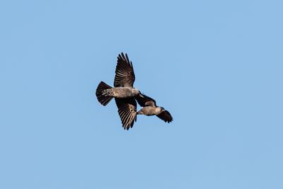 Corvidae