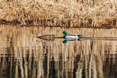 Dabbling ducks