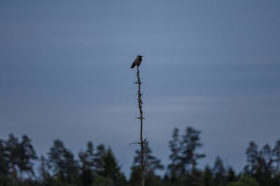 Corvidae
