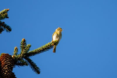Leaf warblers