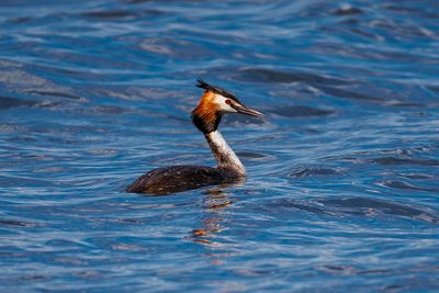 Grebes