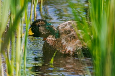Dabbling ducks
