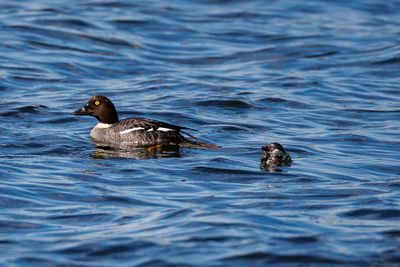 Sea ducks