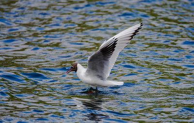 Gulls