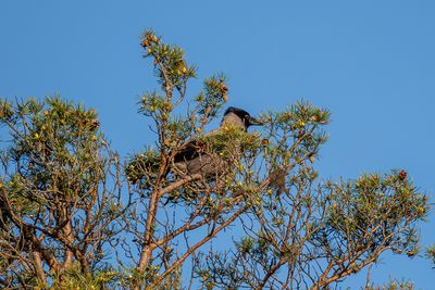 Corvidae