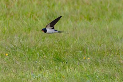 Swallows