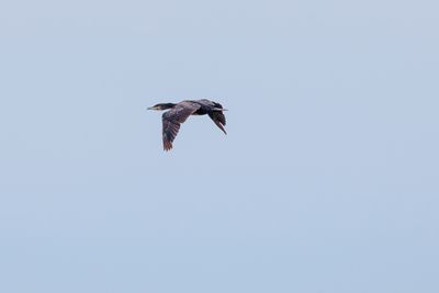 Cormorants