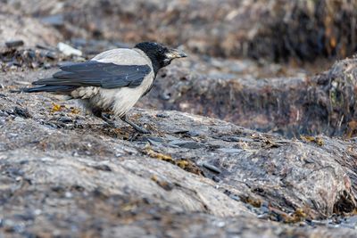 Corvidae