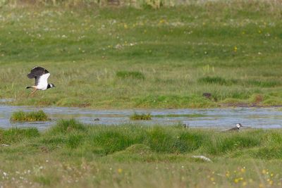 Waders