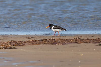 Waders