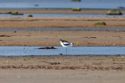 Waders