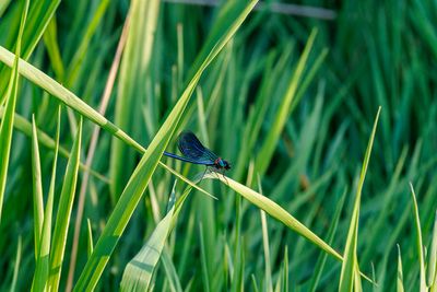 Dragonflies