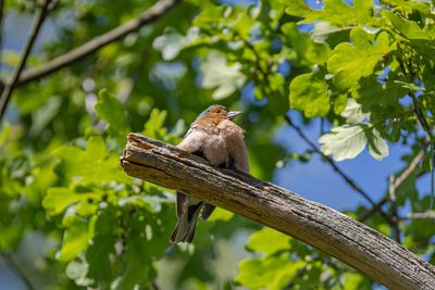 Finches