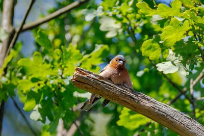 Finches