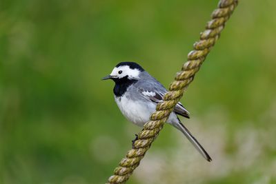 Wagtails