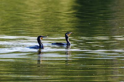 Cormorants