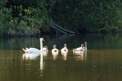 Swans