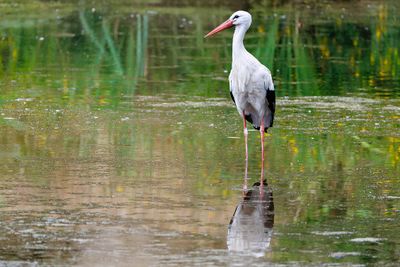 Storks