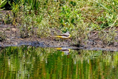 Wagtails