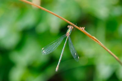 Dragonflies