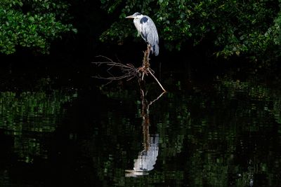 Herons