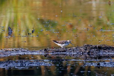 Waders