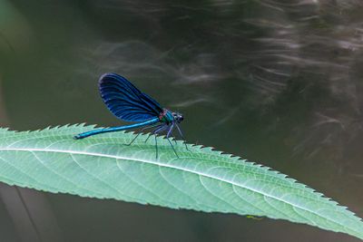 Dragonflies