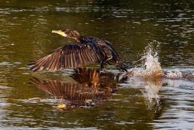 Cormorants
