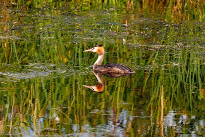 Grebes