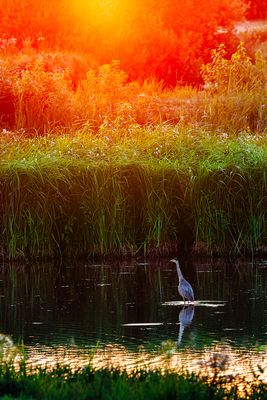 Herons