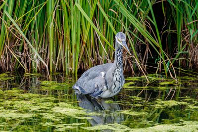 Herons