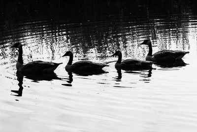 Geese