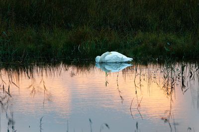Swans