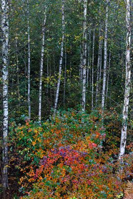 The Enchanted Forest 