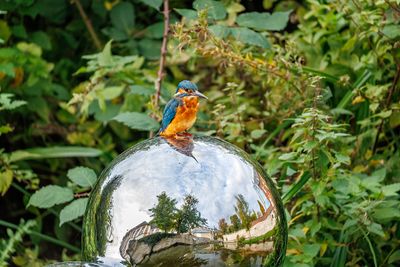 Kingfishers