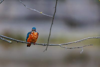 Kingfishers