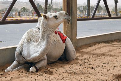 Gassim Camel Market