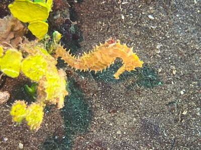Lembeh Dive 1 - Jahir