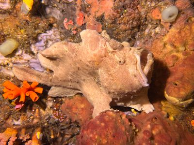 Lembeh Dive 3 - Nudi Falls