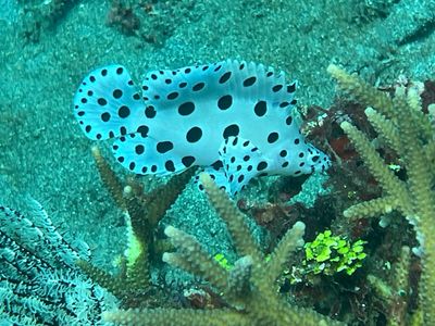 Lembeh Dive 6 - Magic Rock