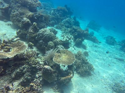 Bangka Dive 1 - Tanjung Husi 2