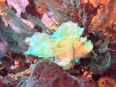 Bangka Dive 3 - Tiga Batu